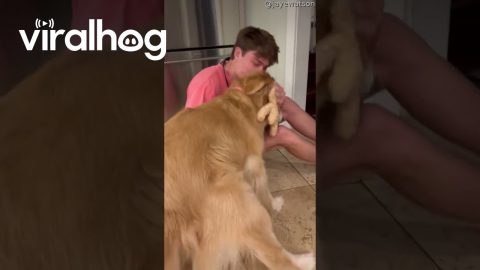 Golden Retriever's Best Friend Comes Home From College || ViralHog