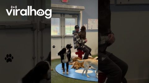 Pointers Cuddle With Dog Daycare Employees || ViralHog