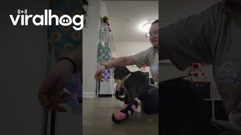 Kitten Walks With Custom Leg Braces || ViralHog