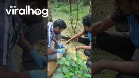 Stray Dog's Head Freed From Plastic Jug || ViralHog