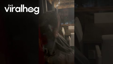 Black Bear Looking For Leftovers || ViralHog