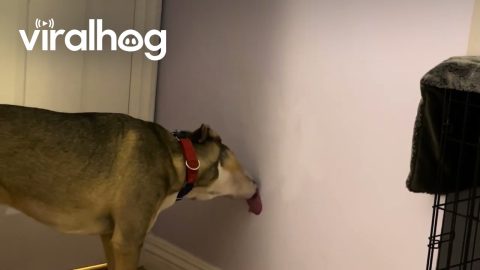 Dog Caught Practicing His Kissing Skills || ViralHog
