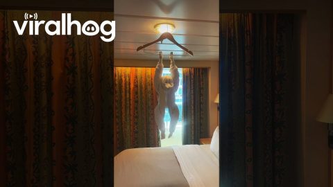 Cruise Ship Housekeeper Makes a Towel Monkey For Guests || ViralHog