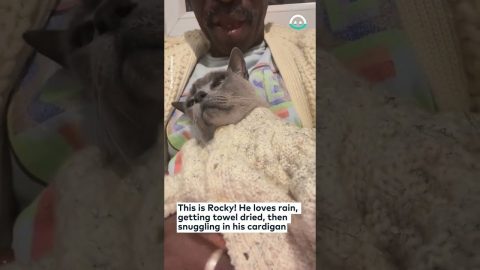Adorable Kitten Has Public Service Announcement || ViralHog