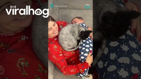 Cute Cat Wants A Cuddle Too 🥺😂 || ViralHog
