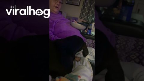 Talking Dog Says Thank You || ViralHog
