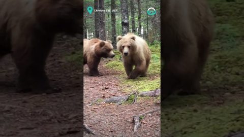 Close Encounter with Wild Alaskan Bears || ViralHog