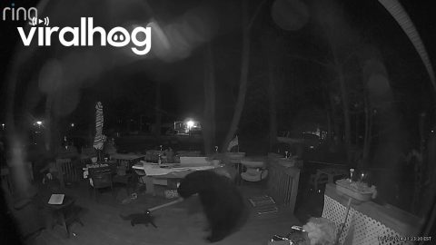 Cat Squares Up Against Black Bear || ViralHog