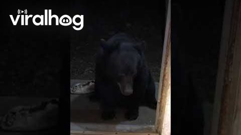 Bear Sits On Command And Falls Asleep In Doorway || ViralHog
