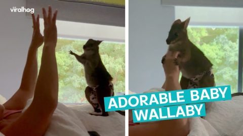 Baby Wallaby Puts up Fight || ViralHog