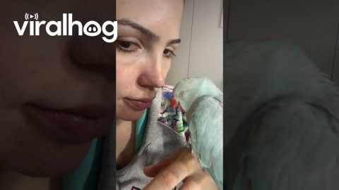 Sweet Parrot Soaks Up Love || ViralHog
