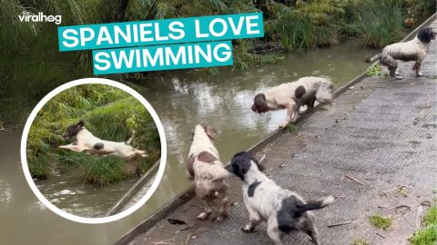 Family of Springer Spaniels Roam Free || ViralHog