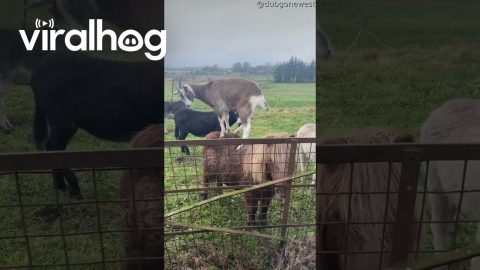 Morning Meeting on the Farm || ViralHog