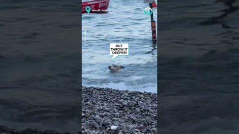 Brave Doggo loves Sea Swimming || ViralHog
