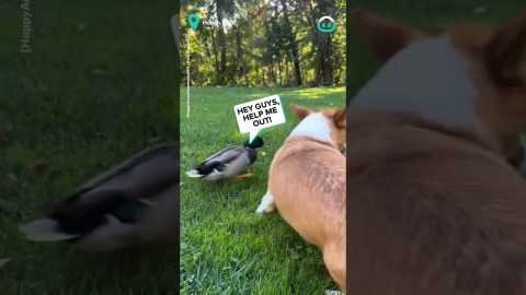 Corgi Gets Chased Down by Duck Gang || ViralHog