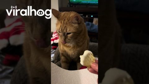 Milo the Food Critic || ViralHog