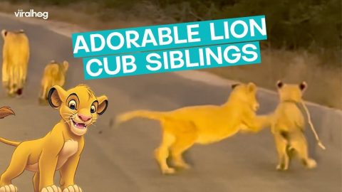 Lion Cub Siblings Bicker over Sticks || ViralHog
