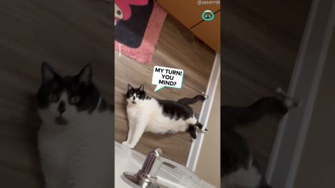Cat Say NO Entry || ViralHog