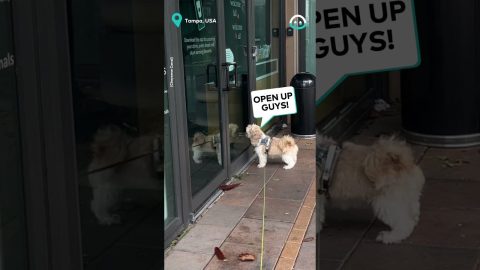 Diva Dog Devestated by Starbucks Closure || ViralHog