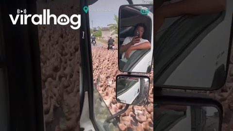 HUGE Group of Ducks Hold up Traffic || ViralHog