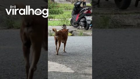 Protective Bird Pesters Passing Dog || ViralHog