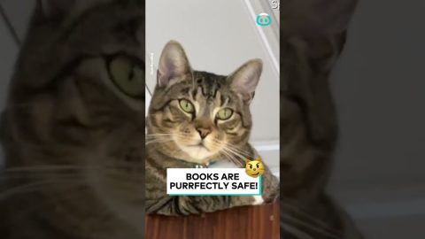 Bookstore Cat Security || ViralHog