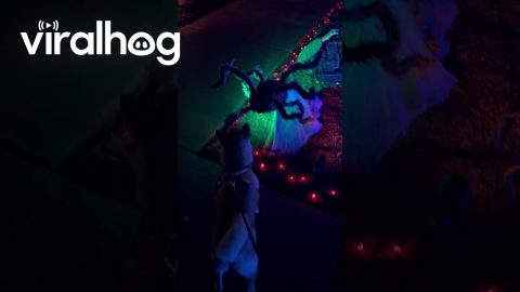 Shiba Inu Was Not Prepared for Halloween Frights || ViralHog