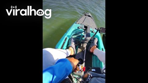 Two Bass, One Lure || ViralHog