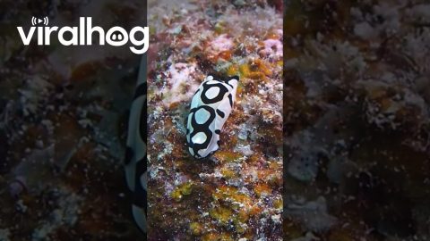 Monochromatic Mosaic Mollusk || ViralHog