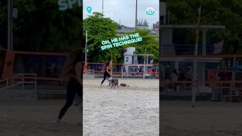 Volleyball-Playing Dog || ViralHog