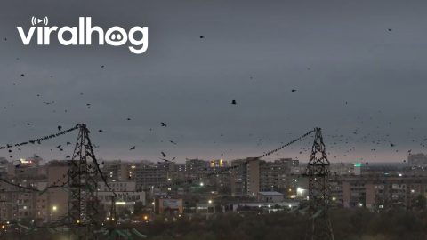 Birds Swarm Over Aktau || ViralHog