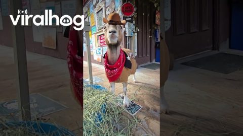 Goat Dressed Up As Sheriff For Halloween || ViralHog