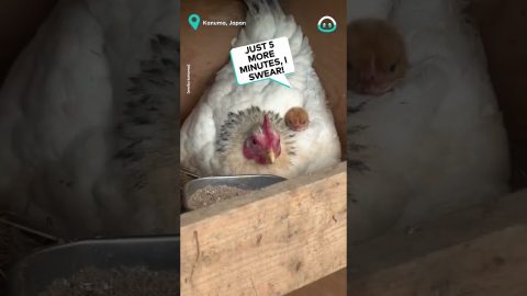 Freshly Hatched Chick Peeks Out From Under Mum || ViralHog