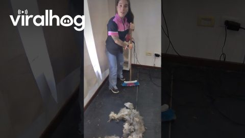 Enough Trimmed Hair For A Second Dog || ViralHog