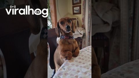 Distinguished Dachshund Folds Paws Like Gentleman || ViralHog
