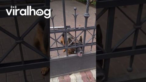 Dog Behind Gate Plays Fetch With a Rock || ViralHog