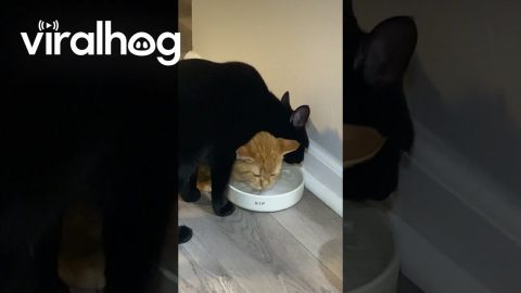 Thirsty Kitties Try to Share a Water Bowl || ViralHog