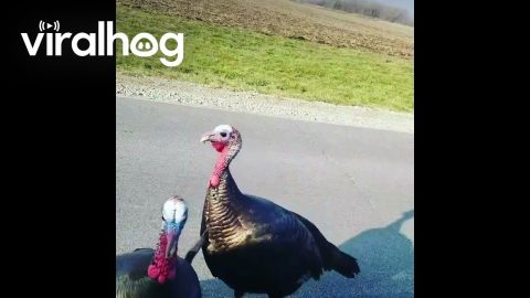 Wild Turkeys Not Happy on Thanksgiving || ViralHog