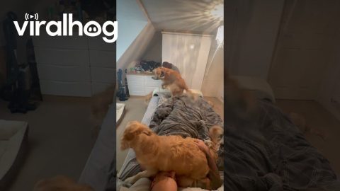 Five Golden Retrievers Rush in to Wake Up Dad || ViralHog