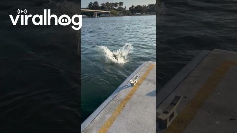 Kangaroo Jumps Off the Pier || ViralHog
