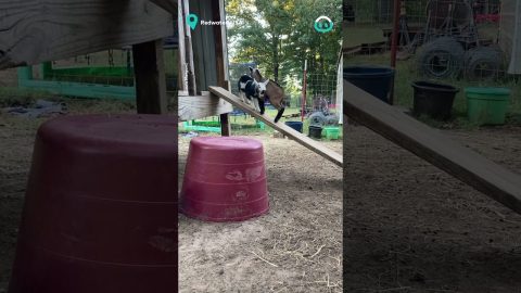 Baby Goats Discovering Ramp || ViralHog