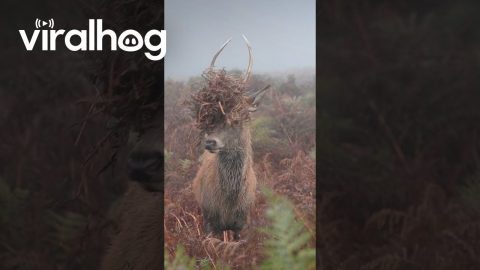 Juvenile Red Deer Stag Covers Antlers In Bracken || ViralHog