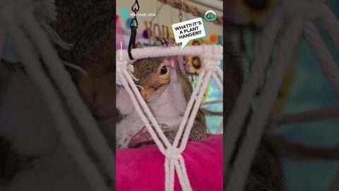 Just A Squirrel In A Swing || ViralHog