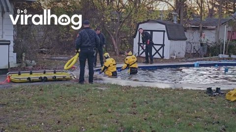 Fire Department Rescues Deer From Inground Pool || ViralHog
