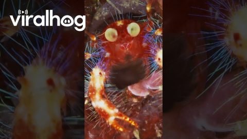 Shiny Crustacean Close Up || ViralHog