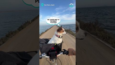 Dog Loves A Scenic Bike Ride || ViralHog