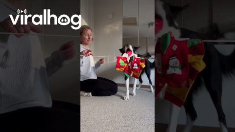 Border Collie Hangs Christmas Socks on Clothesline || ViralHog