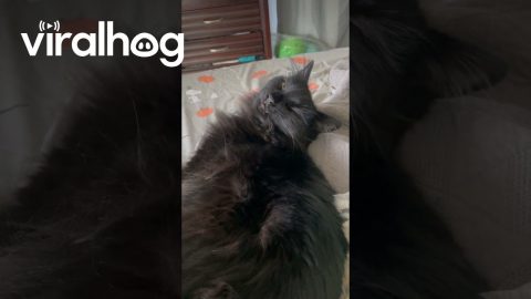 Cat Munches On Nothing || ViralHog