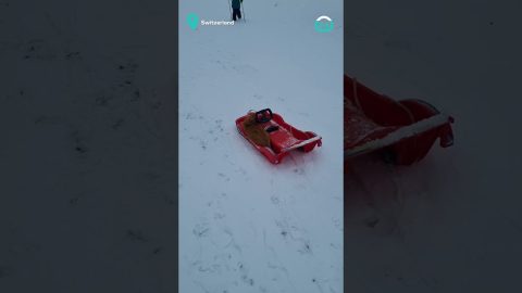 Cat Goes Sledding || ViralHog