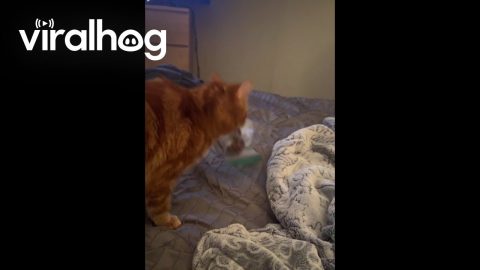 Cat Completes Almost Perfect Heist || ViralHog